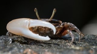 Facts The Fiddler Crab [upl. by Keriann]