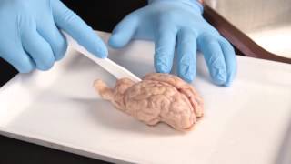 Carolina Quick Tip® Sheep Brain Dissection [upl. by Elletnuahc839]