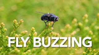 Fly Buzzing  Sound Effect Copyright Free [upl. by Livingston]