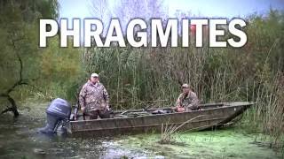 Invasive Species Phragmites amp Waterfowl Hunters [upl. by Enneyehc]