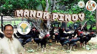 Part1 Philippine free range chicken guide for beginners  free range chicken farming Philippines [upl. by Esilenna]