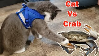 Cat VS Crab  Hilarious CRAB VS CAT FIGHT [upl. by Lotty984]