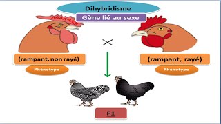 Exercice génétique des diploïdes dihybridisme gène lié au sexe [upl. by Erminia]