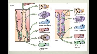 Fisiología intestinal [upl. by Wilfred]