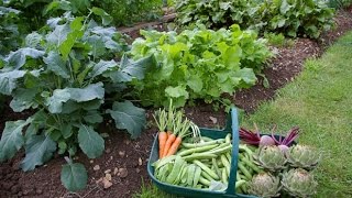 Características de una Huerta Orgánica Casera  TvAgro por Juan Gonzalo Angel [upl. by Allicerp300]