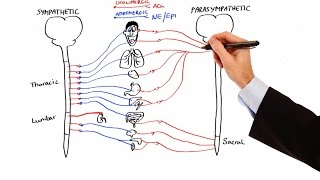 Pharmacology  AUTONOMIC NERVOUS SYSTEM MADE EASY [upl. by Nnaitsirhc]