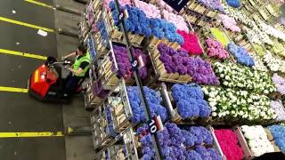 Aalsmeer Royal Holland Flower Auction by Iskamdaletya [upl. by Reed]