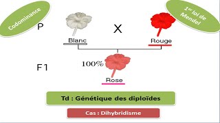 Exercice de génétique des diploïdes Dihybridisme [upl. by Ilrebmyk143]