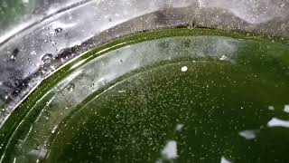 DAPHNIA MOINA CULTURE IN A SMALL BUCKET [upl. by Yrolam911]