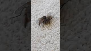 How Does a Housefly Poop [upl. by Ixel]