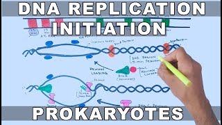 DNA Replication in Prokaryotes  Initiation [upl. by Palermo112]