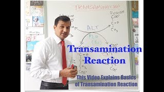 Transamination Reaction [upl. by Elvira]