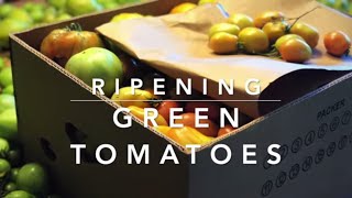 How to Ripen Green Tomatoes [upl. by Enyawal]