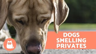 Why Do Dogs Sniff Your Private Parts [upl. by Oehsen735]