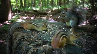 Forest Chipmunks and Squirrels  August 27 2020 [upl. by Lertsek]