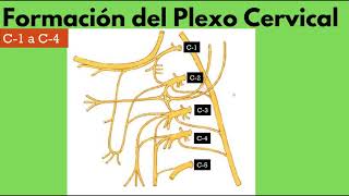 Plexo Cervical Primera Parte [upl. by Folly]