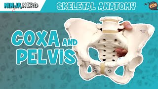 Coxa amp Pelvis Anatomy [upl. by Morly]