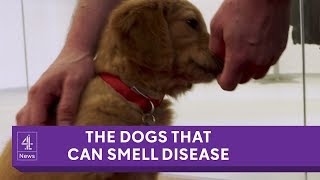 The dogs being trained to smell cancer and disease [upl. by Attennyl]