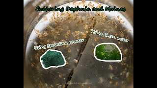 How To Culture Daphnia and Moinas using Green Water Spirulina powder [upl. by Effie]