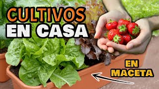 5 Cultivos RÁPIDOS FÁCILES y HERMOSOS  Cultivar y Sembrar en Casa  Huerto Urbano Ecológico [upl. by Nnylidnarb]