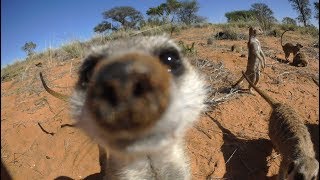 Robot Meerkat Babysits Cute Meerkat Babies [upl. by Joannes]