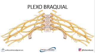 Plexo Braquial [upl. by Hooker]