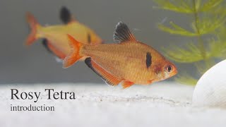 Serpae Tetra  Introduction [upl. by Atworth]