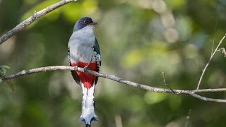 The Birds of Cuba [upl. by Ledua]