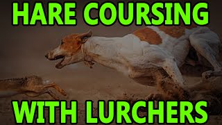 Hare Coursing With Lurchers  Working Lurchers [upl. by Ori]