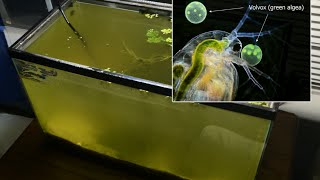 Raising Daphnia for the Freshwater Aquarium [upl. by Namsaj]