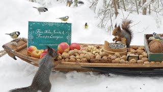 The Traveling Bird Feeder  Relax With Squirrels amp Birds  1 Hour [upl. by Timoteo]