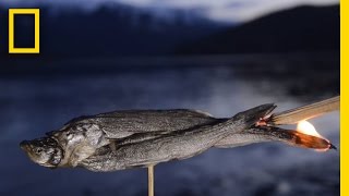 Watch a Fish Transform From Animal to Candle  National Geographic [upl. by Koval825]