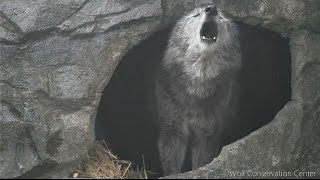 Black Wolf Howls to the Thunder [upl. by Zachariah]