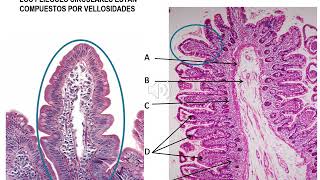 Histofisiologia del Intestino Delgado y Grueso  Histologia UCA [upl. by Duke]