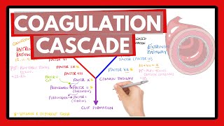 Coagulation Cascade  Easy Way To Remember Intrinsic vs Extrinsic Pathways  PT or PTT [upl. by Eninahpets]