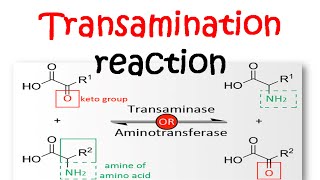 Transamination reaction mechanism [upl. by Suissac99]