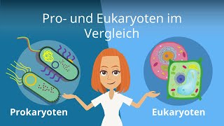 Prokaryoten und Eukaryoten im Vergleich  Studyflix [upl. by Rachaba]