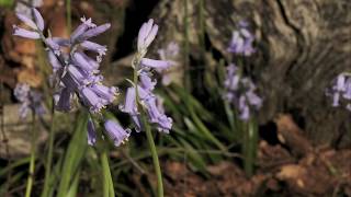 Bluebells growing in woods 8 day time lapse [upl. by Kellia]