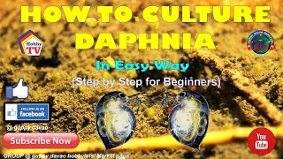 HOW TO CULTURE DAPHNIA In Easy Way [upl. by Roeser]