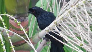 Drongo  interesting sounds and calls of drongos [upl. by Nimzzaj]