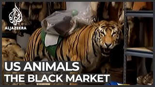 The black market animal business [upl. by Carper]