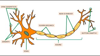 IL POTENZIALE DAZIONE 🧠 [upl. by Montanez]