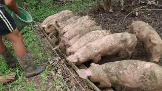 Small scale Pastured Pig Farm PH [upl. by Ithaman]