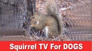 Squirrel TV  A Film For Dogs [upl. by Osnola340]